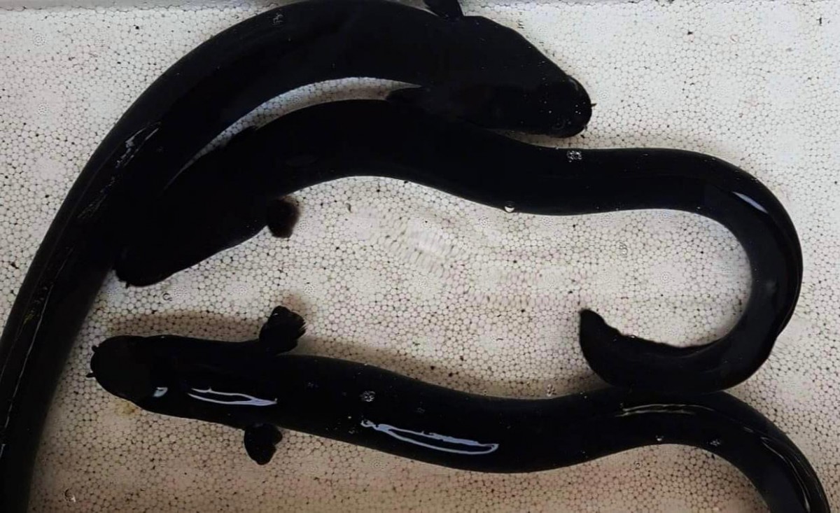 Anguilla Bicolor Eel from Philippines